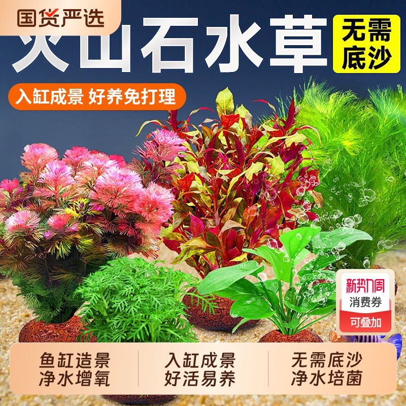 火山石水草植物鱼缸造景真草水培蜈蚣草水榕阴性绿菊净化水质套餐