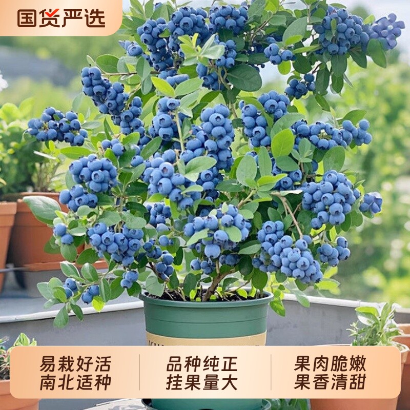 蓝莓树果苗盆栽树苗特大号带果阳台庭院室内绿植四季地栽结果植物