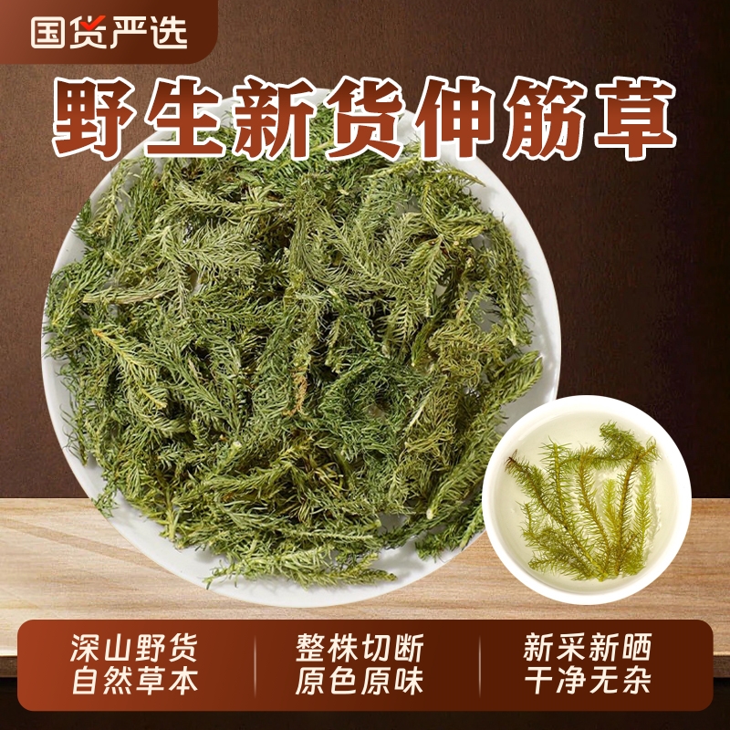 伸筋草野生中草药材小伸筋草白芥子筋骨草小舒筋草透骨草茶泡水喝