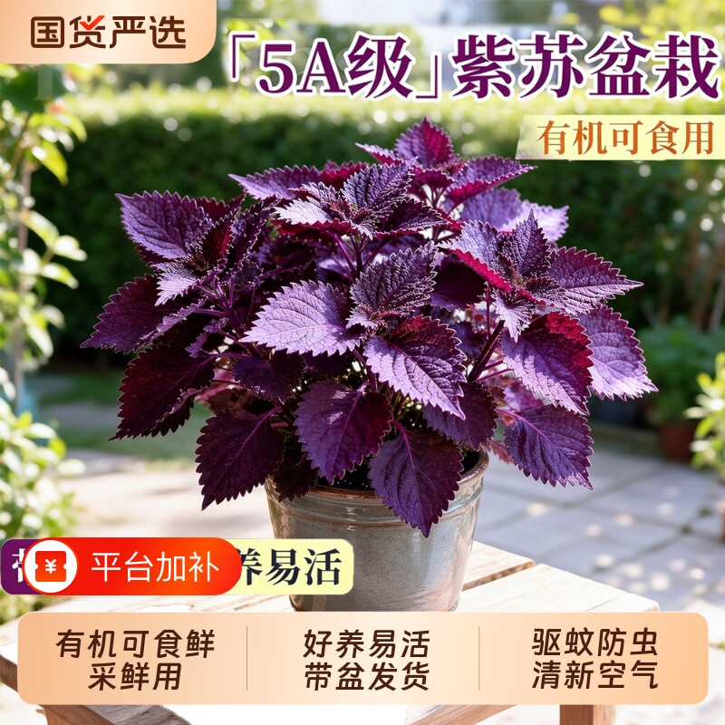紫苏苗盆栽可食用绿植物紫苏叶大苗带土室内香草香料四季驱蚊植物