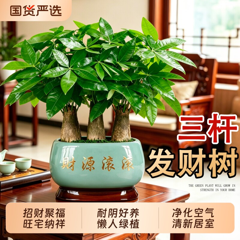 大盆三杆发财树盆栽室内客厅绿植桌面招财摆件四季常青好养活新居