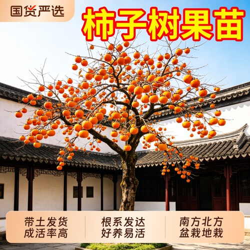柿子树果苗庭院果树老品种