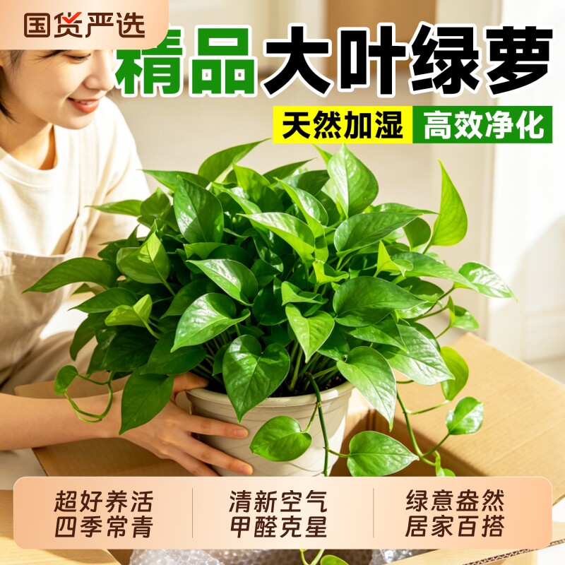 绿萝室内盆栽水培绿植大叶吸甲醛客厅净化空气四季常青耐阴好养活