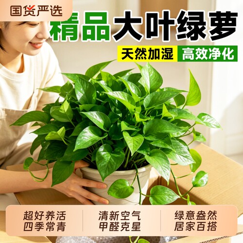 绿萝室内盆栽水培绿植大叶吸甲醛