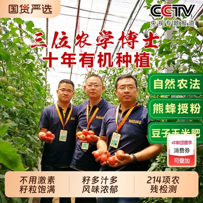 黄金籽西红柿籽粒饱满多汁