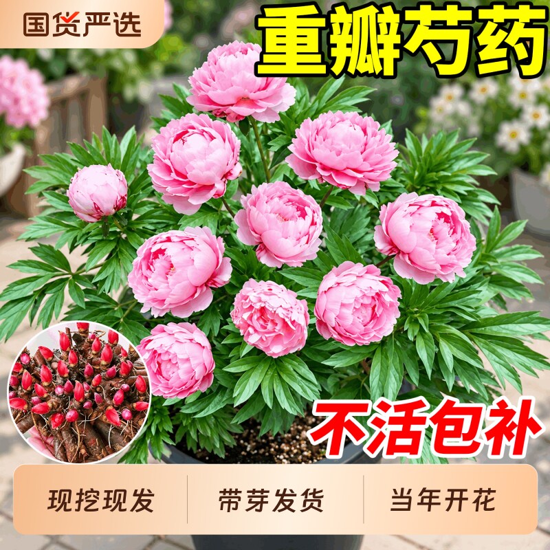 重瓣芍药花苗带芽大根块多年生阳台庭院浓香观花盆栽耐寒四季开花图片