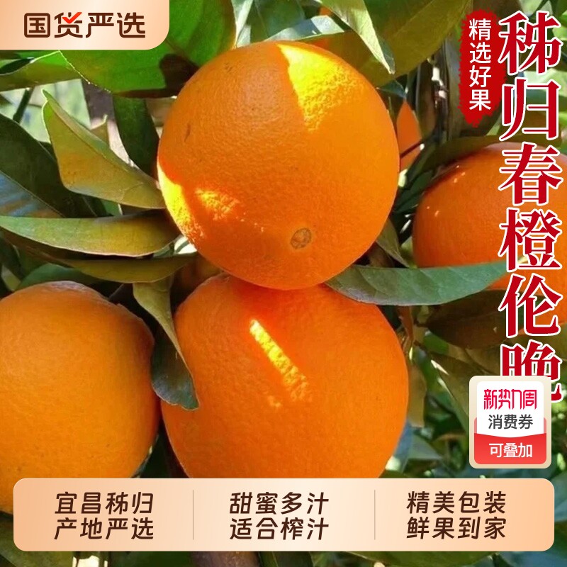 秭归伦晚春橙现摘现发橙子包邮甜橙榨汁手剥冰糖橙新鲜当季鲜果