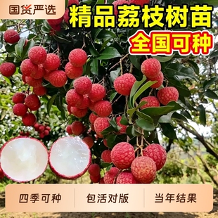 特大号荔枝树苗嫁接果树苗无核桂味盆栽水果苗南北方四季种植进奉