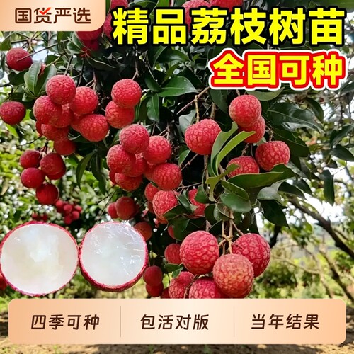 荔枝树苗嫁接果树苗无核桂味盆栽水果苗南北方四季种植进奉糯米