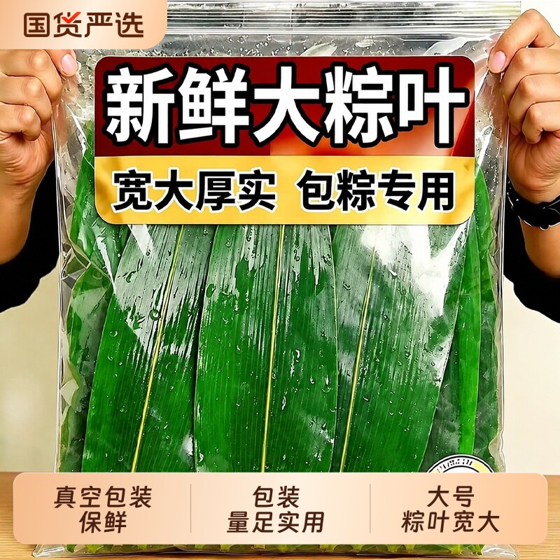 粽子叶新鲜粽叶大号新叶包粽子专用的叶子端午节商用批发干粽叶大