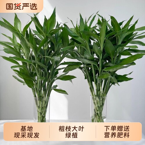 富贵竹水培植物水养发财竹带根客厅绿植招财转运文昌竹子盆栽室内