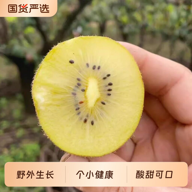 西峡黄心猕猴桃新鲜包邮小果阳光金果奇异果孕妇弥猴桃猴猕桃泡酒