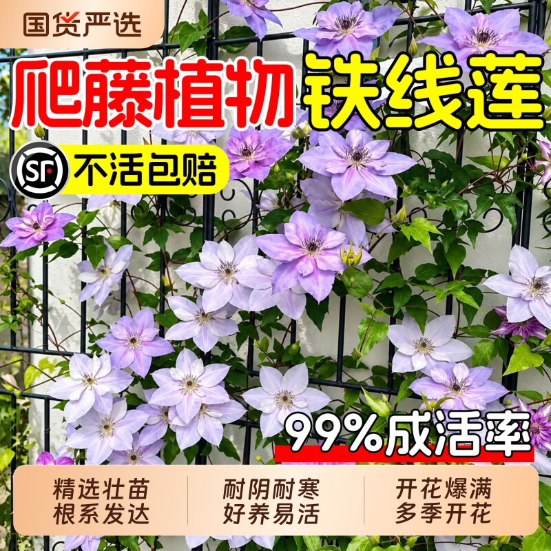 铁线莲爬藤植物耐寒小苗乌托邦倒影阳台四季花卉绿植盆栽花园耐阴