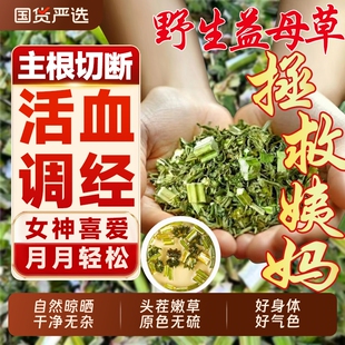 正宗野生益母草中药材益母草茶姨妈官方旗舰店干草泡脚新鲜食用