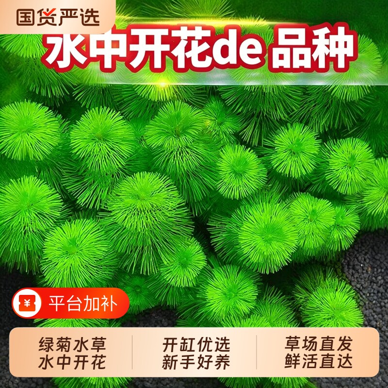 绿菊蜈蚣草水草植物鱼缸造景真草缸净化造氧套餐草定植沉底无菌