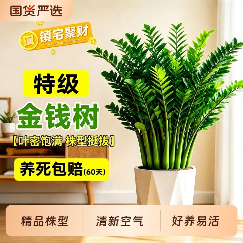 金钱树大盆栽客厅大型绿植室内好养招财旺宅办公室开业乔迁摇钱树