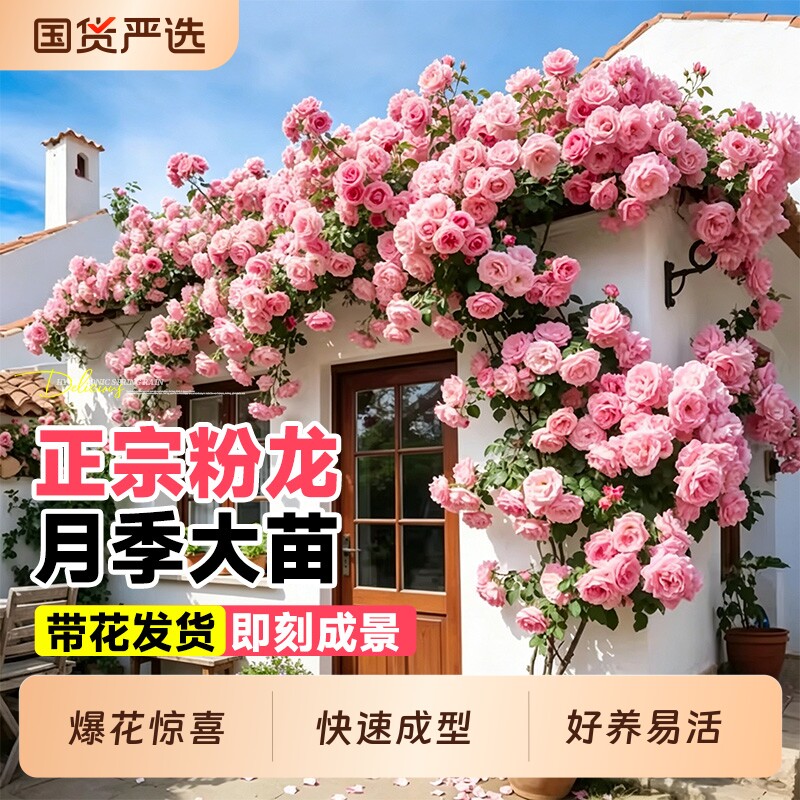 特大母本蔷薇花苗爬藤月季植物四季开花庭院爬墙藤本室外花卉盆栽