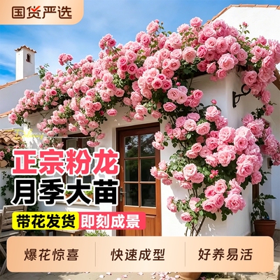 特大母本四季开花爬藤月季盆栽