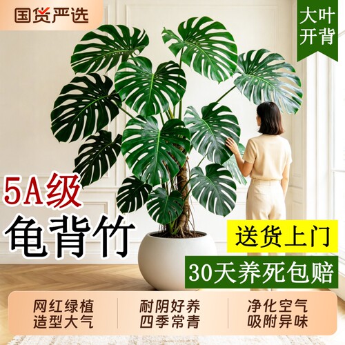 开背大叶大型绿植高端大气上档次