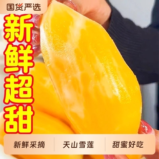 天山雪莲果新鲜水果应当季云南孕妇红心雪连果黄心特整箱包邮批发