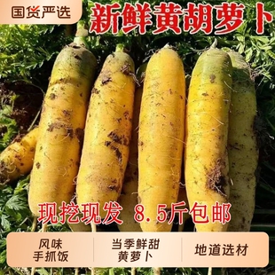 新鲜黄萝卜8.5斤应当季农家自种水果胡萝卜山西特产手抓饭食材