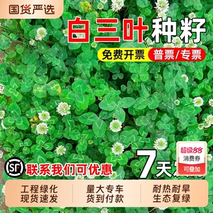 白三叶草籽耐热耐旱红三叶草种子生态修复水土保持护坡绿化草种籽