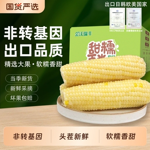 金沃瑞丰玉米新鲜糯玉米非转基因粘玉米棒非即食代餐东北苞米