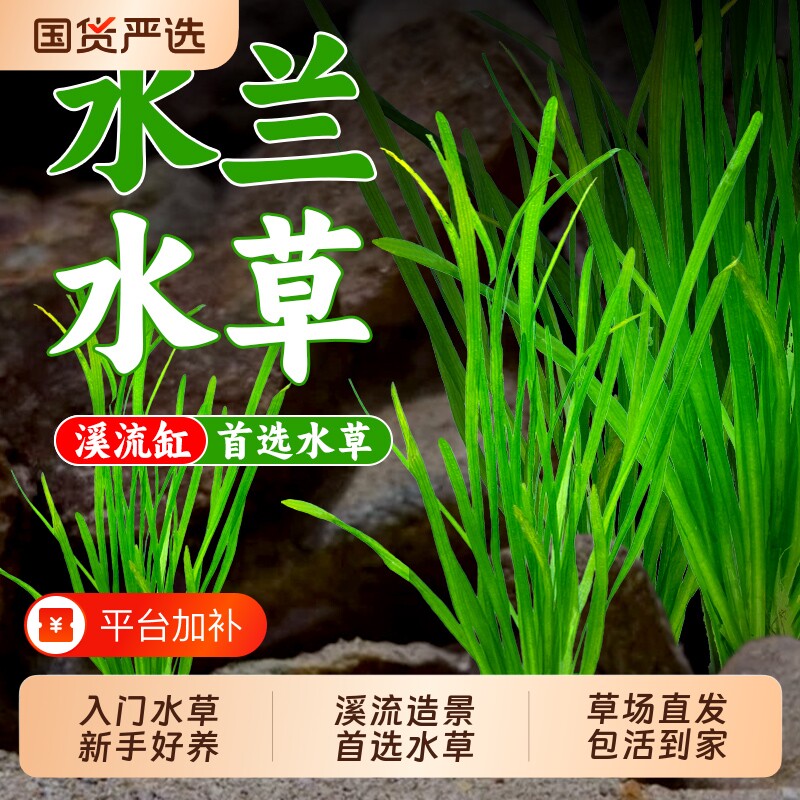 迷你水兰水草大小龙舌兰细叶阴性新手景鱼缸净化造景水韭菜草溪流