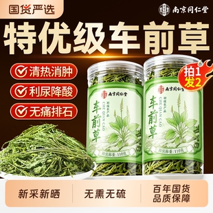 南京同仁堂车前草野生中药材泡水喝的功效作用干货官方旗舰店正品