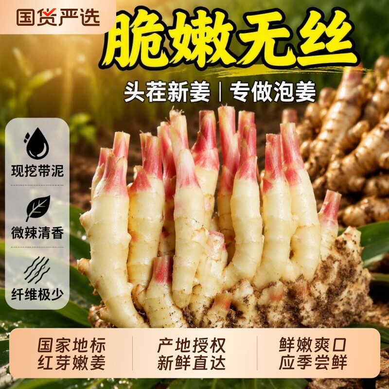 现挖红芽嫩姜新鲜大仔姜子姜生姜腌制嫩姜芽泡子姜醋姜泥巴食用鲜图片