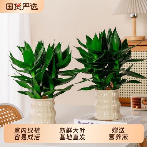 富贵竹水培植物观音竹带根室内盆栽花卉绿植绿萝转运竹子客厅水养
