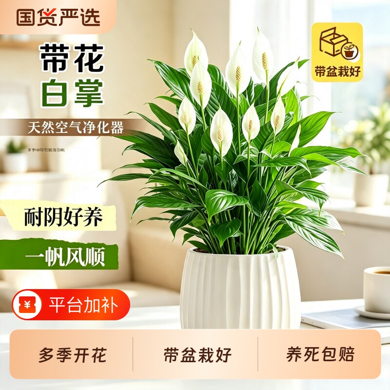 白掌盆栽风顺绿植植物四季室内桌面好养易活花卉客厅开花办公桌