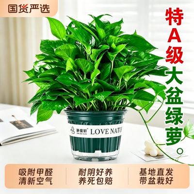 大叶水培绿萝盆栽室内好养净化