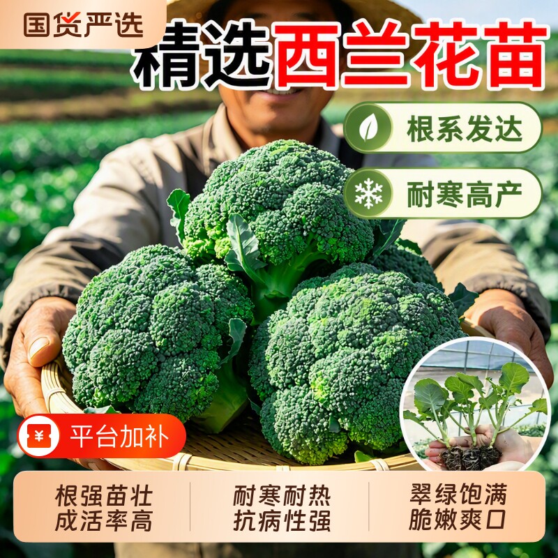 西兰花苗有机西兰苔花菜秧苗盆栽地栽耐寒蔬菜种子种植当季适合