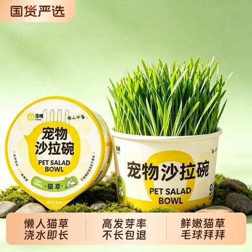 鲜嫩猫草懒人盆栽泡面猫草专用自种化毛球膏水培猫咪宠物零食冻干