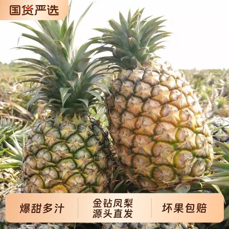 正宗海南金钻凤梨新鲜水果当季台农17号手撕无眼整箱香水菠萝包邮