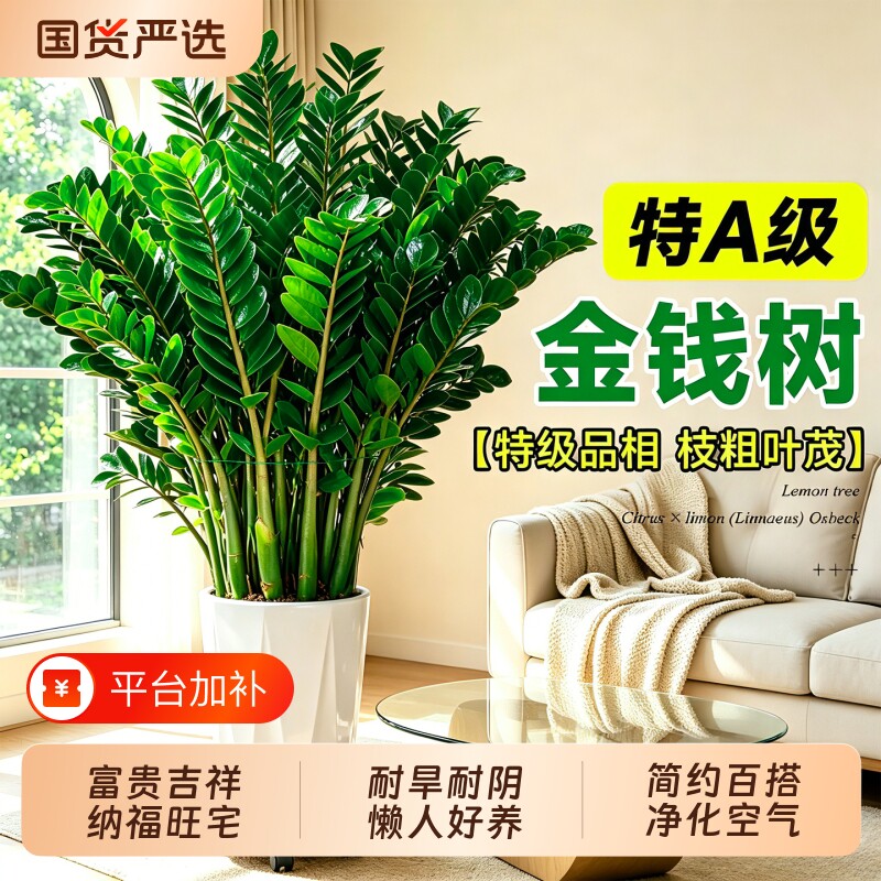 特级金钱树大型绿植室内客厅办公室盆栽摆件招财旺宅乔迁开业送礼