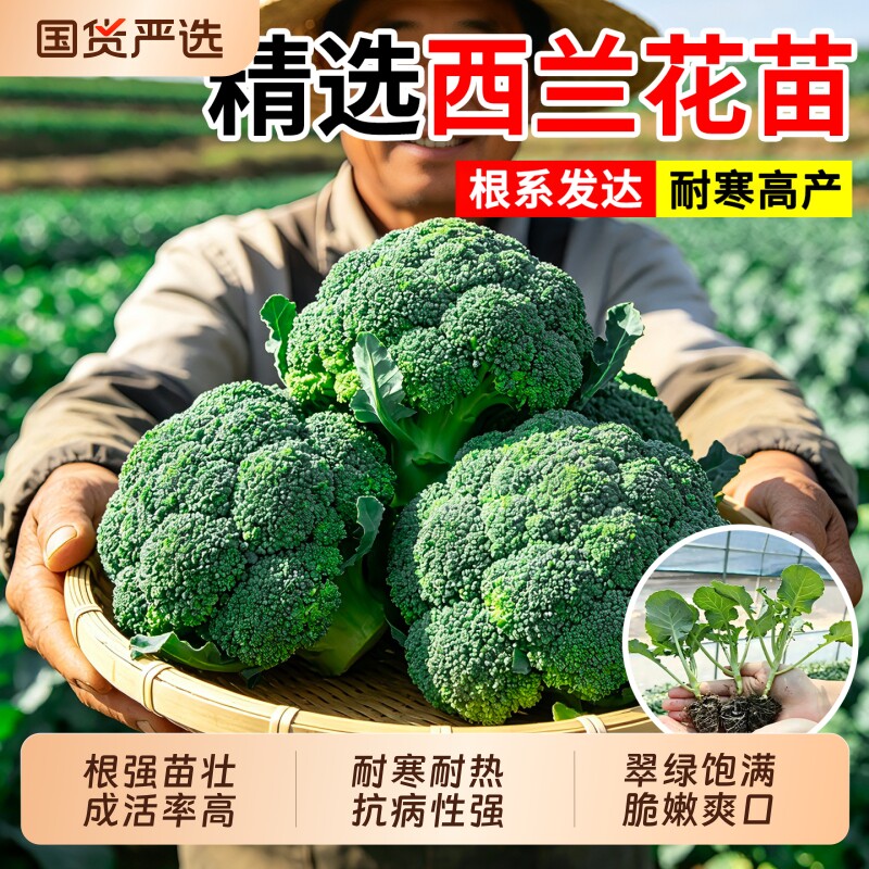 西兰花苗高产耐寒蔬菜苗图片