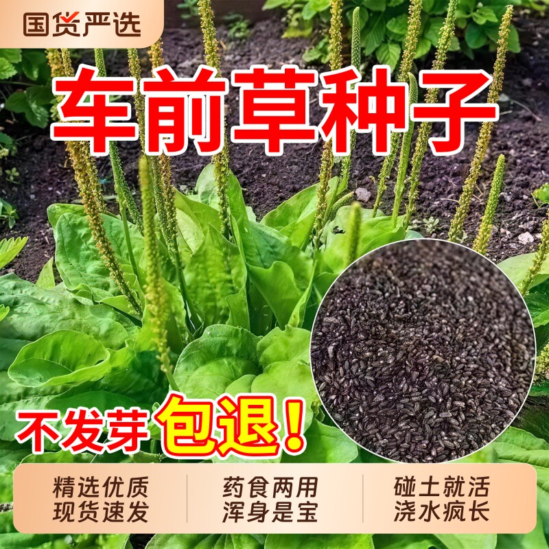 车前草种子食用四季播种野生车前子种籽中药药材室外庭院阳台盆栽