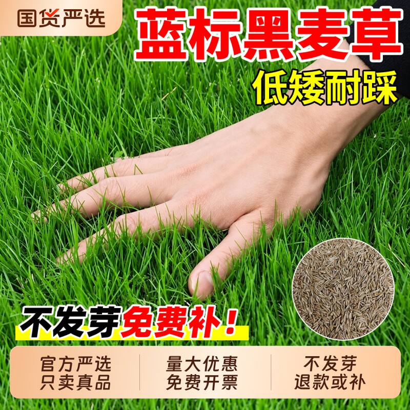 进口蓝标黑麦草种子草籽多年生四季常青民宿露营基地工程绿化草坪