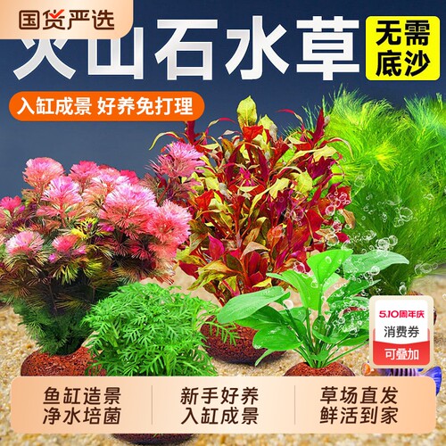 火山石水草鱼缸造景净化水质增氧
