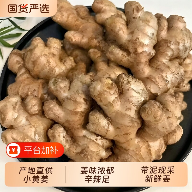 带泥小黄姜新鲜现挖肉质饱满姜汁充盈好食材辛辣味足厨房调味生姜