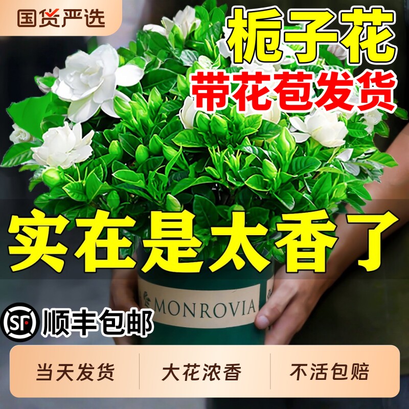 栀子花盆栽花卉植物室内绿萝箩阳台水培绿植四季好养茉莉花九里香图片