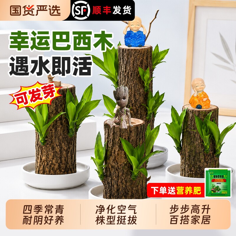 巴西木盆栽幸运木|103人收藏图片