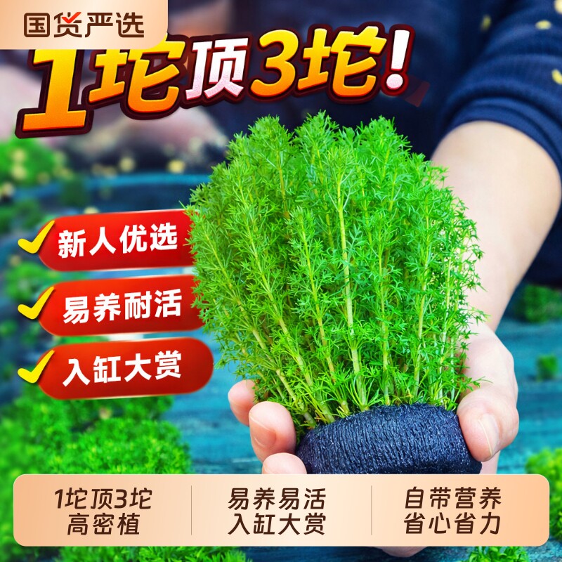 绿菊蜈蚣草水草坨草鱼缸造景阴性水族箱大小坨小宝塔龟缸净水增氧