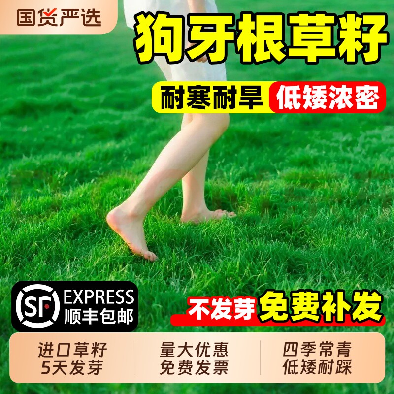 狗牙根草籽带壳脱壳草坪种子四季常青耐旱寒绿化护坡固土草种籽孑