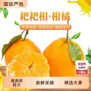 正宗四川春见耙耙柑整箱5斤新鲜水果丑柑桔橘子粑粑柑礼盒年货节
