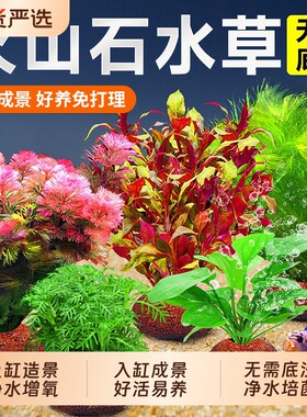 火山石水草鱼缸造景净化水质