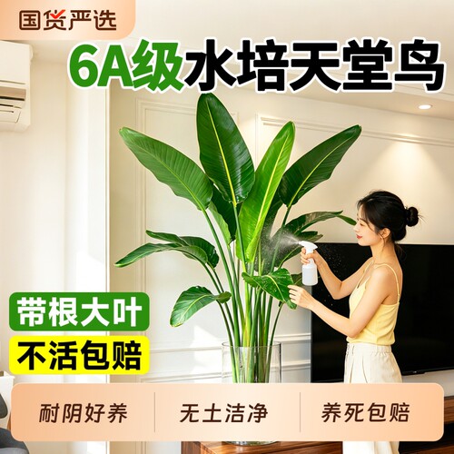 天堂鸟水培客厅大型绿植专用花瓶