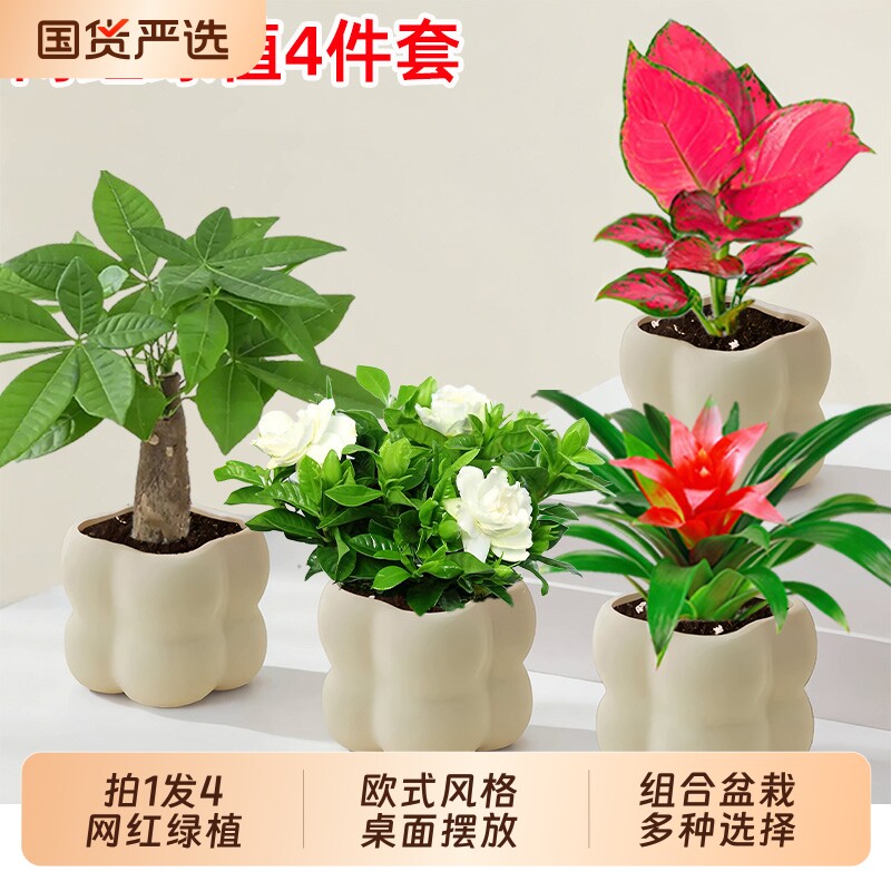 【拍一发4件套】发财树金钻富贵竹九里香栀子花绿植盆栽桌面绿植